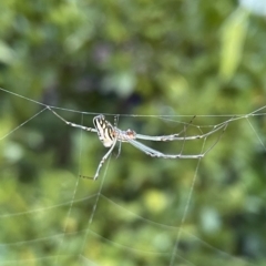Leucauge dromedaria (Silver dromedary spider) at Lyneham, ACT - 2 Feb 2023 by HelenWay