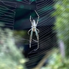 Leucauge dromedaria at Lyneham, ACT - 2 Feb 2023