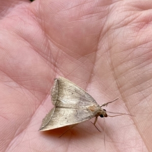 Simplicia armatalis at Lyneham, ACT - 2 Feb 2023