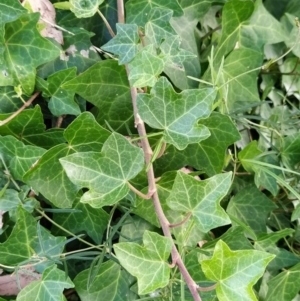 Hedera hibernica at Wanniassa Hill - 2 Feb 2023