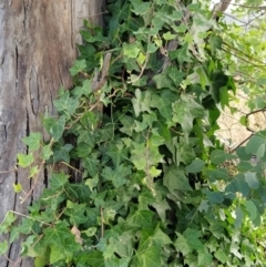 Hedera hibernica at Wanniassa Hill - 2 Feb 2023