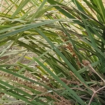 Lomandra longifolia (Spiny-headed Mat-rush, Honey Reed) at Fadden, ACT - 1 Feb 2023 by KumikoCallaway