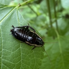 Drymaplaneta communis (Eastern Wood Runner, Common Shining Cockroach) at Lyneham, ACT - 1 Feb 2023 by HelenWay