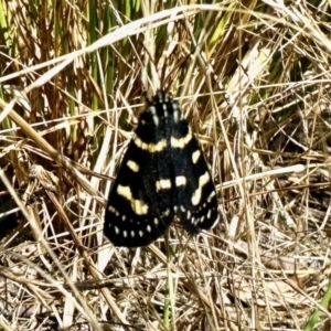 Phalaenoides tristifica at Paddys River, ACT - 2 Feb 2023