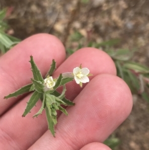 Epilobium hirtigerum at Coree, ACT - 6 Jan 2023 01:45 PM