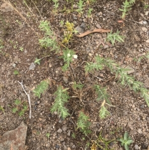 Epilobium hirtigerum at Coree, ACT - 6 Jan 2023 01:45 PM