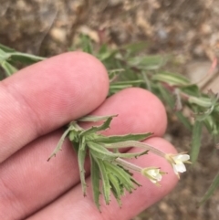 Epilobium hirtigerum at Coree, ACT - 6 Jan 2023 01:45 PM