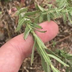 Epilobium hirtigerum at Coree, ACT - 6 Jan 2023 01:45 PM