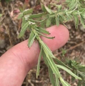 Epilobium hirtigerum at Coree, ACT - 6 Jan 2023 01:45 PM