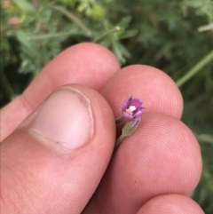 Epilobium billardiereanum subsp. cinereum (Variable Willow-herb) at Coree, ACT - 6 Jan 2023 by Tapirlord