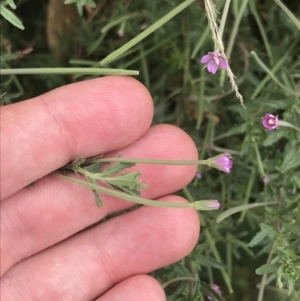 Epilobium billardiereanum subsp. cinereum at Coree, ACT - 6 Jan 2023 01:43 PM