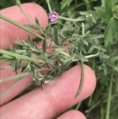 Epilobium billardiereanum subsp. cinereum at Coree, ACT - 6 Jan 2023 01:43 PM