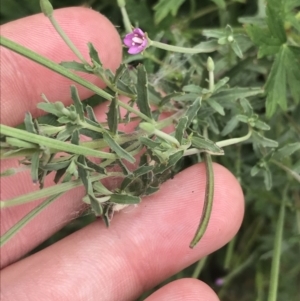 Epilobium billardiereanum subsp. cinereum at Coree, ACT - 6 Jan 2023 01:43 PM