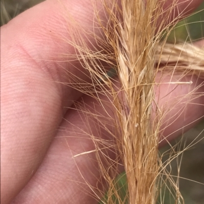 Dichelachne crinita (Long-hair Plume Grass) at Coree, ACT - 6 Jan 2023 by Tapirlord