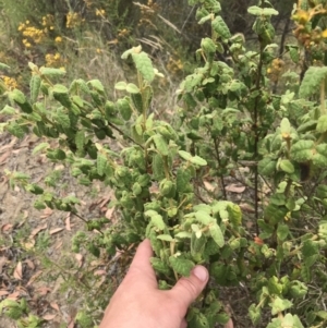 Correa reflexa var. reflexa at Coree, ACT - 6 Jan 2023