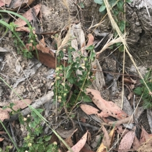 Scutellaria humilis at Coree, ACT - 6 Jan 2023 01:15 PM