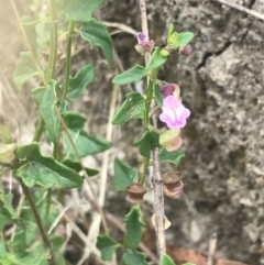 Scutellaria humilis at Coree, ACT - 6 Jan 2023