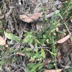 Scutellaria humilis at Coree, ACT - 6 Jan 2023 01:15 PM