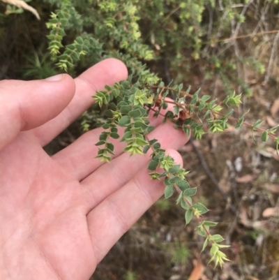 Pultenaea spinosa (Spiny Bush-pea, Grey Bush-pea) at Coree, ACT - 6 Jan 2023 by Tapirlord