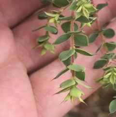 Pultenaea spinosa at Coree, ACT - 6 Jan 2023