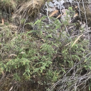 Pultenaea spinosa at Coree, ACT - 6 Jan 2023