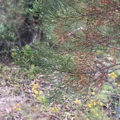 Callitris endlicheri (Black Cypress Pine) at Woodstock Nature Reserve - 6 Jan 2023 by Tapirlord