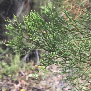 Callitris endlicheri at Coree, ACT - 6 Jan 2023