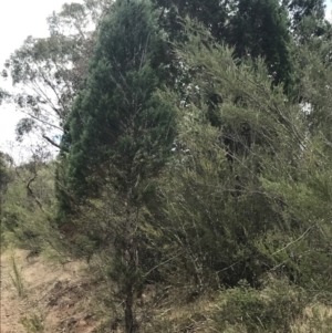 Callitris endlicheri at Coree, ACT - 6 Jan 2023