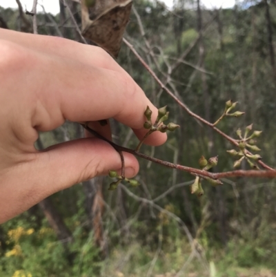 Eucalyptus macrorhyncha (Red Stringybark) at Coree, ACT - 6 Jan 2023 by Tapirlord