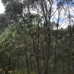 Eucalyptus macrorhyncha at Woodstock Nature Reserve - 6 Jan 2023