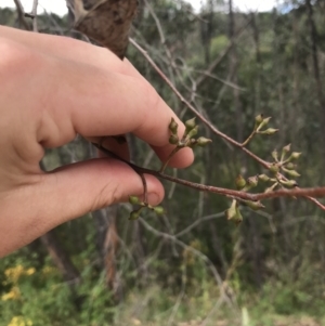 Eucalyptus macrorhyncha at Woodstock Nature Reserve - 6 Jan 2023