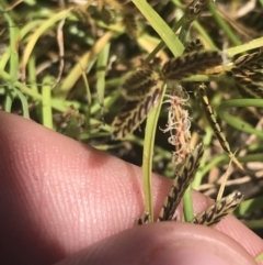 Cyperus sanguinolentus (A Sedge) at Coree, ACT - 6 Jan 2023 by Tapirlord