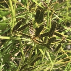 Cyperus sanguinolentus at Coree, ACT - 6 Jan 2023 12:28 PM