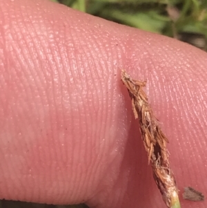 Eleocharis atricha at Strathnairn, ACT - 6 Jan 2023 12:27 PM