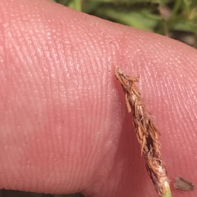 Eleocharis atricha (Tuber Spikerush) at Strathnairn, ACT - 6 Jan 2023 by Tapirlord