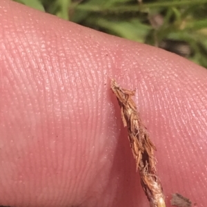 Eleocharis atricha at Strathnairn, ACT - 6 Jan 2023 12:27 PM