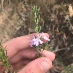 Westringia eremicola (Slender Western Rosemary) at Coree, ACT - 6 Jan 2023 by Tapirlord