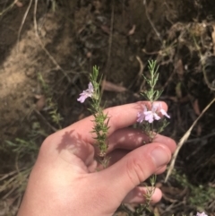 Westringia eremicola at Coree, ACT - 6 Jan 2023 12:07 PM