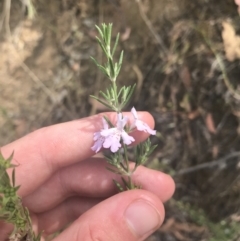 Westringia eremicola at Coree, ACT - 6 Jan 2023 12:07 PM