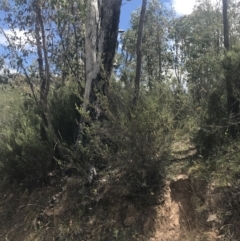 Westringia eremicola at Coree, ACT - 6 Jan 2023