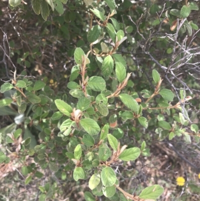 Pomaderris subcapitata at Woodstock Nature Reserve - 6 Jan 2023 by Tapirlord