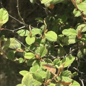 Pomaderris subcapitata at Coree, ACT - 6 Jan 2023