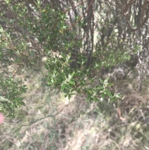 Pomaderris angustifolia at Coree, ACT - 6 Jan 2023 12:04 PM