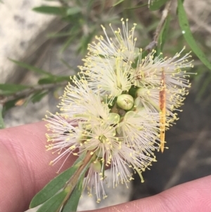 Callistemon sieberi at Stromlo, ACT - 6 Jan 2023 11:09 AM