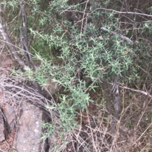 Pomaderris angustifolia at Stromlo, ACT - 6 Jan 2023 10:57 AM