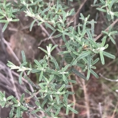 Pomaderris angustifolia at Stromlo, ACT - 6 Jan 2023 10:57 AM