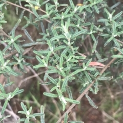 Pomaderris angustifolia at Stromlo, ACT - 6 Jan 2023 10:57 AM