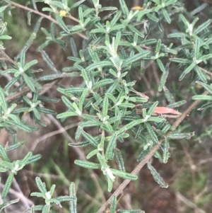 Pomaderris angustifolia at Stromlo, ACT - 6 Jan 2023 10:57 AM