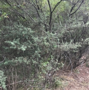 Pomaderris angustifolia at Stromlo, ACT - 6 Jan 2023 10:57 AM