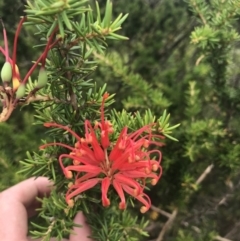 Grevillea juniperina subsp. fortis (Grevillea) at Stromlo, ACT - 5 Jan 2023 by Tapirlord